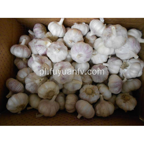 Gorąca sprzedaż na rynku Fresh Normal White Garlic
